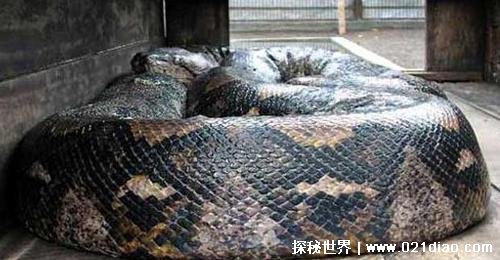  2009年广西桂平挖蛇事件 是一条虚假新闻(不可信)