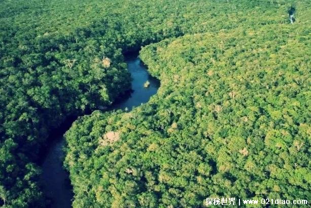  亚马逊雨林究竟有多可怕 蕴藏着无数危险(人类的禁区)