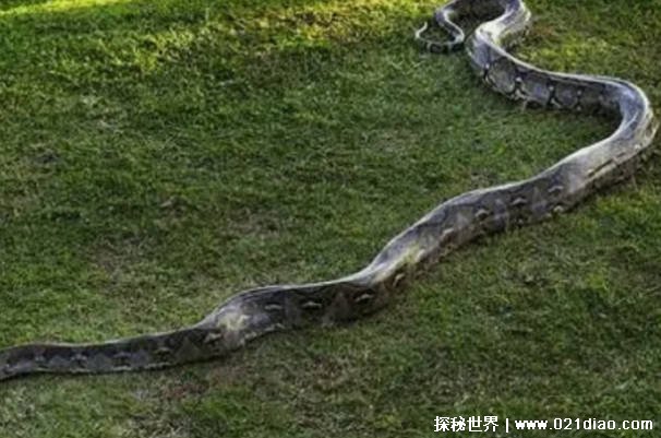 1936年江苏射阳发现巨蛇 至今未被证实(神秘传说)