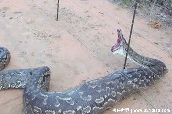 1936年江苏射阳发现巨蛇 至今未被证实(神秘传说)