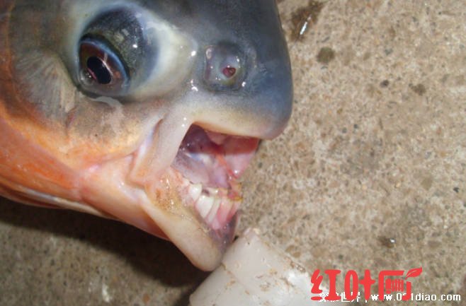 科学家发现最挑食的鱼 只吃鱼鳍被称食人鱼(外形不大)