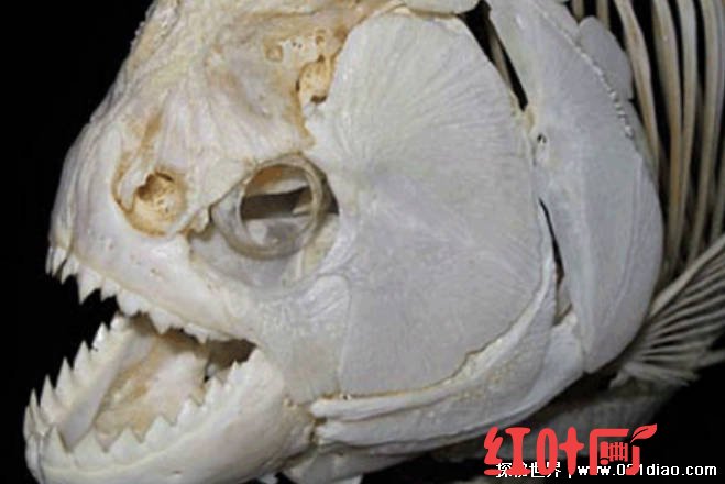 科学家发现最挑食的鱼 只吃鱼鳍被称食人鱼(外形不大)