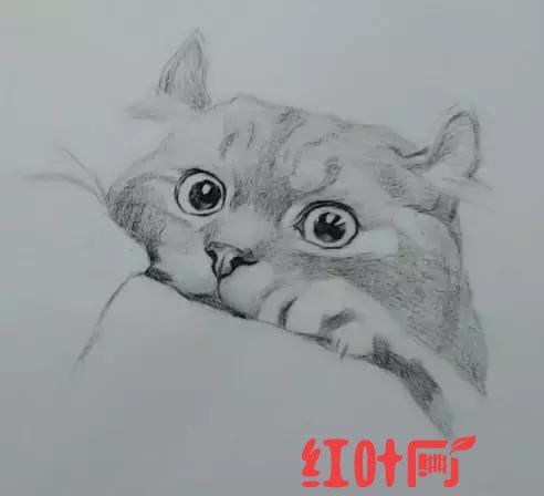 淘气的小猫怎么画难一点（名师告诉你小猫怎么画）(4)