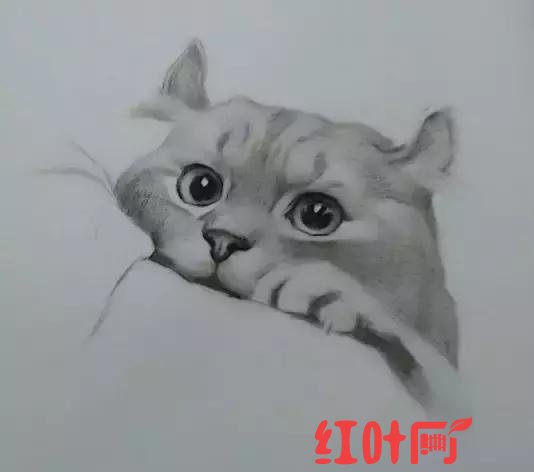 淘气的小猫怎么画难一点（名师告诉你小猫怎么画）(5)