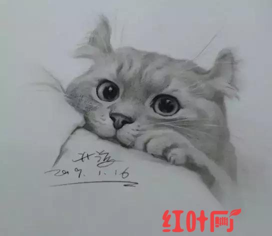 淘气的小猫怎么画难一点（名师告诉你小猫怎么画）(7)