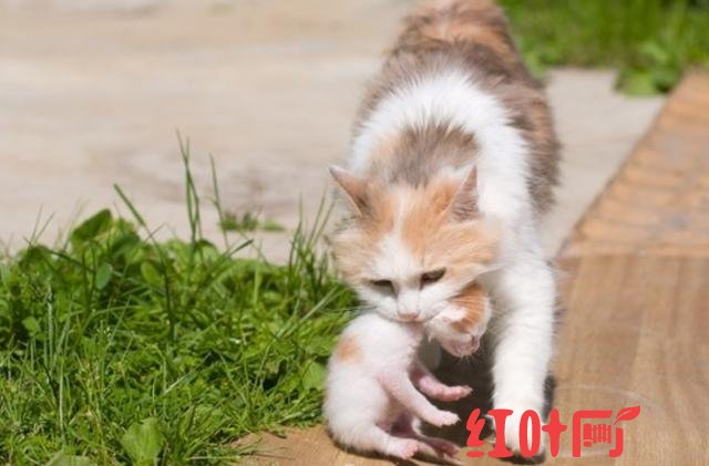 八个月的公猫为什么会咬刚来幼猫（母猫会咬死刚出生的幼猫）(4)