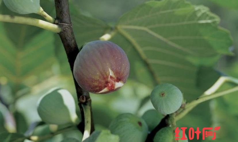 有一种十分独特的野果被称为国产无花果生长在树上如同手雷