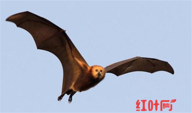 地球上最大的蝙蝠，翼展比成人双手展开还大 马来大狐蝠