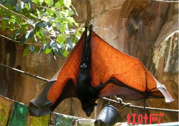 地球上最大的蝙蝠，翼展比成人双手展开还大 马来大狐蝠