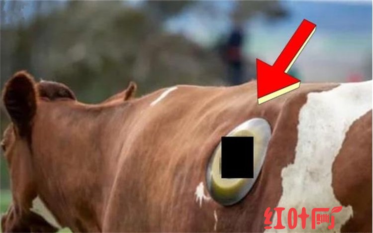 为什么有些奶牛会在肚子上钻个洞？了解牛的消化道