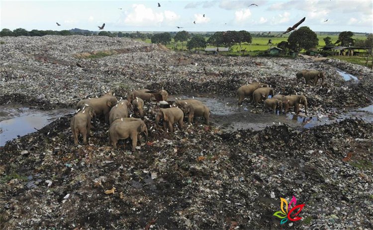 斯里兰卡大象饿到捡垃圾吃，死时胃里塞满塑料袋生存现状堪忧