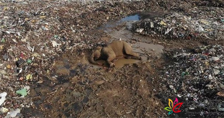 斯里兰卡大象饿到捡垃圾吃，死时胃里塞满塑料袋生存现状堪忧