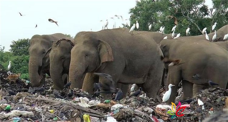 斯里兰卡大象饿到捡垃圾吃，98迷吧，死时胃里塞满塑料袋生存现状堪忧